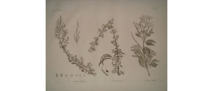 DESCRIPTION DE L'EGYPTE.  Botanique. Atriplex coriacea, Acacia seyal, Acacia albida. (Histoire Naturelle, planche 52) - Prima edizione - Edition-Originale.com