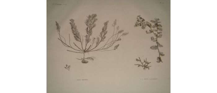 DESCRIPTION DE L'EGYPTE.  Botanique. Fucus trinodis, Fucus latifolus. (Histoire Naturelle, planche 54) - Edition Originale - Edition-Originale.com