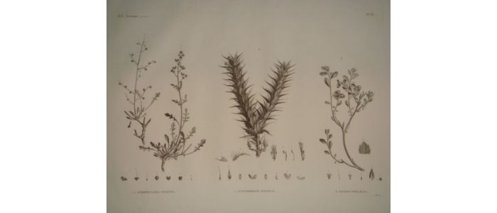 DESCRIPTION DE L'EGYPTE.  Botanique. Scrophularia deserti, Acanthodium spicatum, Sinapis philaeana. (Histoire Naturelle, planche 33) - Prima edizione - Edition-Originale.com