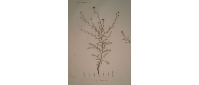 DESCRIPTION DE L'EGYPTE.  Botanique. Inula undulata, Chrysocoma candicans, Chrysocoma spinosa. (Histoire Naturelle, planche 46) - Prima edizione - Edition-Originale.com