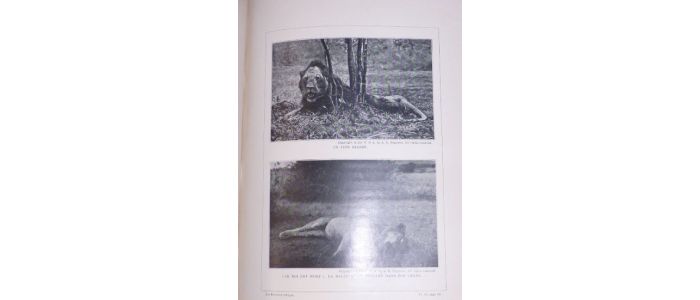 RADCLYFFE DUGMORE : Les Fauves d'Afrique photographiés chez eux d'après cinquante-huit clichés de l'auteur - Edition Originale - Edition-Originale.com