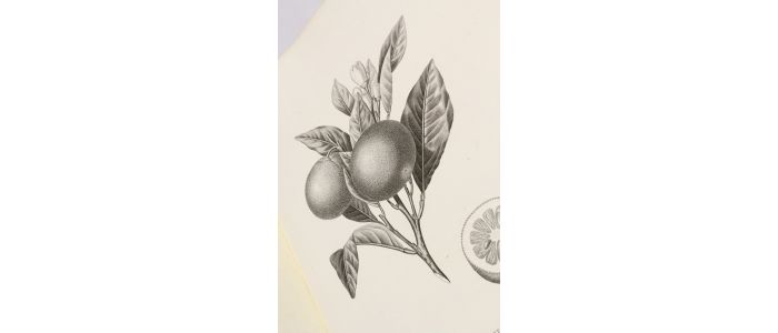 RISSO : Histoire naturelle des orangers - Erste Ausgabe - Edition-Originale.com