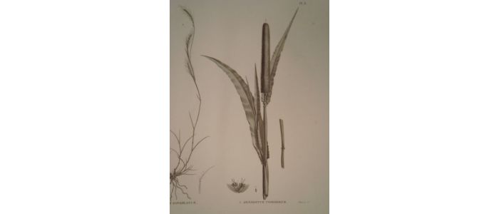 DESCRIPTION DE L'EGYPTE.  Botanique. Pennisetum dichotomum, Adropogon foveolatum, Pennisetum typhoideum. (Histoire Naturelle, planche 8) - Erste Ausgabe - Edition-Originale.com