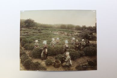 ANONYME : Photographie originale - Cathering tea-leaves at Uji - First edition - Edition-Originale.com