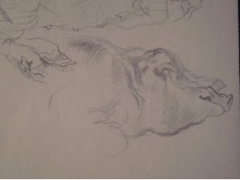 dessin au crayon de cochon