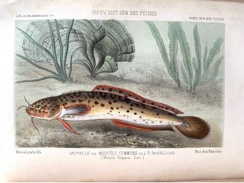 BLANCHERE : La pêche et les poissons. Nouveau Dictionnaire général des pêches - Erste Ausgabe - Edition-Originale.com