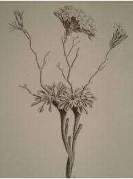 DESCRIPTION DE L'EGYPTE.  Botanique. Lancretia suffruticosa, Statice tubiflora, Statice aegyptiaca. (Histoire Naturelle, planche 25) - First edition - Edition-Originale.com