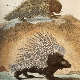 BUFFON : Histoire naturelle - Erste Ausgabe - Edition-Originale.com