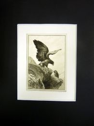 La Fontaine, fables, L'aigle et le hibou. Eau forte originale sur papier Vergé - Prima edizione - Edition-Originale.com