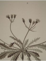 DESCRIPTION DE L'EGYPTE.  Botanique. Crepis hispidula, Crepis senecioides, Santolina fragrantissima. (Histoire Naturelle, planche 42) - First edition - Edition-Originale.com