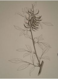DESCRIPTION DE L'EGYPTE.  Botanique. Spartium thebaicum, Indigofera paucifolia, Psoralea plicata. (Histoire Naturelle, planche 37) - Prima edizione - Edition-Originale.com