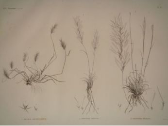 DESCRIPTION DE L'EGYPTE.  Botanique. Elymus geniculatus, Aristida obtusa, Aristida ciliata. (Histoire Naturelle, planche 13) - Prima edizione - Edition-Originale.com