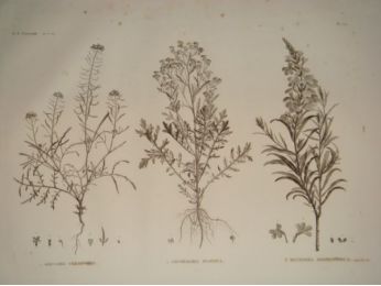 DESCRIPTION DE L'EGYPTE.  Botanique. Erucaria crassifolia, Cochlearia nilotica, Buchnera hermonthica. (Histoire Naturelle, planche 34) - Prima edizione - Edition-Originale.com