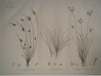 DESCRIPTION DE L'EGYPTE.  Botanique. Isolepis uninodis, Scirpus caducus, Fimbristylis ferrugineum. (Histoire Naturelle, planche 6) - Edition Originale - Edition-Originale.com