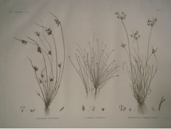 DESCRIPTION DE L'EGYPTE.  Botanique. Isolepis uninodis, Scirpus caducus, Fimbristylis ferrugineum. (Histoire Naturelle, planche 6) - Prima edizione - Edition-Originale.com