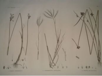 DESCRIPTION DE L'EGYPTE.  Botanique. Scirpus fimbrisetus, Andropogon annulatum, Scirpus mucronatus. (Histoire Naturelle, planche 7) - First edition - Edition-Originale.com