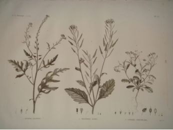 DESCRIPTION DE L'EGYPTE.  Botanique. Sinapis allionii, Hesperis acris, Lunaria parviflora. (Histoire Naturelle, planche 35) - Prima edizione - Edition-Originale.com
