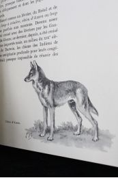 OBERTHUR : Le chien. Ses origines, son évolution - Erste Ausgabe - Edition-Originale.com