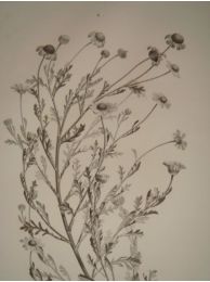 DESCRIPTION DE L'EGYPTE.  Botanique. Anthemis melampodina, Inula crispa, Senecio belbeysius. (Histoire Naturelle, planche 45) - Edition Originale - Edition-Originale.com