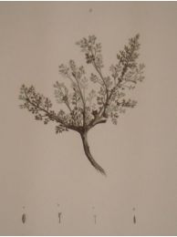 DESCRIPTION DE L'EGYPTE.  Botanique. Artemisia monosperma, Artemisia inculta, Atremisia judaica. (Histoire Naturelle, planche 43) - First edition - Edition-Originale.com