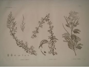 DESCRIPTION DE L'EGYPTE.  Botanique. Atriplex coriacea, Acacia seyal, Acacia albida. (Histoire Naturelle, planche 52) - Prima edizione - Edition-Originale.com