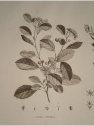 DESCRIPTION DE L'EGYPTE.  Botanique. Cordia crenata, Cynanchum argel, Cynanchum pyrotechnicum. (Histoire Naturelle, planche 20) - Edition Originale - Edition-Originale.com