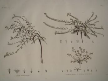 DESCRIPTION DE L'EGYPTE.  Botanique. Echium prostratum, Echium setosum, Anchusa spinocarpos. (Histoire Naturelle, planche 17) - Edition Originale - Edition-Originale.com