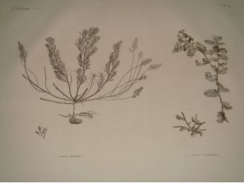DESCRIPTION DE L'EGYPTE.  Botanique. Fucus trinodis, Fucus latifolus. (Histoire Naturelle, planche 54) - Prima edizione - Edition-Originale.com