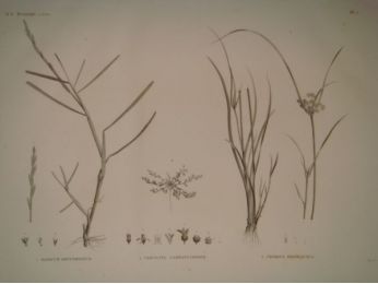 DESCRIPTION DE L'EGYPTE.  Botanique. Panicum obtusifolium, Cervicina campanuloides, Cyperus proctractus. (Histoire Naturelle, planche 5) - Erste Ausgabe - Edition-Originale.com