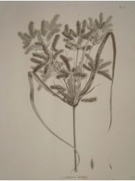 DESCRIPTION DE L'EGYPTE.  Botanique. Utricularia inflexa, Peplidium humifusum, Cyperus dives. (Histoire Naturelle, planche 4) - Edition Originale - Edition-Originale.com