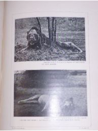 RADCLYFFE DUGMORE : Les Fauves d'Afrique photographiés chez eux d'après cinquante-huit clichés de l'auteur - Erste Ausgabe - Edition-Originale.com