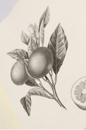 RISSO : Histoire naturelle des orangers - Prima edizione - Edition-Originale.com