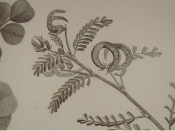 DESCRIPTION DE L'EGYPTE.  Botanique. Hedysarum ptolemaicum, Astragalus longiflorus, Astragalus mareoticus. (Histoire Naturelle, planche 39) - Erste Ausgabe - Edition-Originale.com