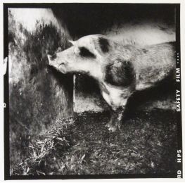 Cochon Aveugle. Photographie Originale de l'artiste - Prima edizione - Edition-Originale.com