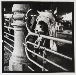 Vache aveuglée. Photographie Originale de l'artiste - First edition - Edition-Originale.com