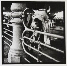 Vache aveuglée. Photographie Originale de l'artiste - Prima edizione - Edition-Originale.com